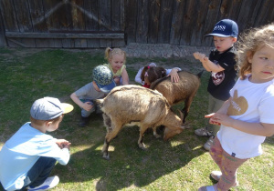 Dzieci karmią kozy.